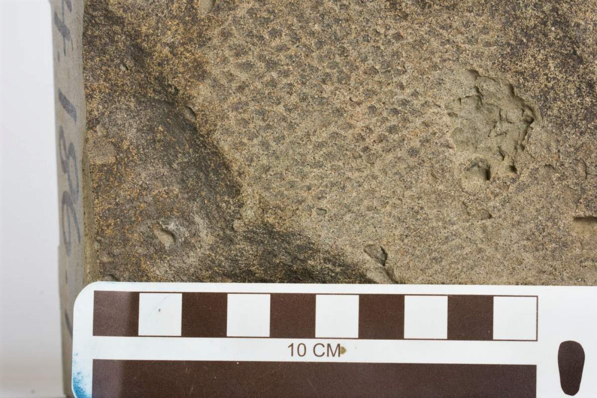 Tyrannosaurus rex fossil skin shows small scales.