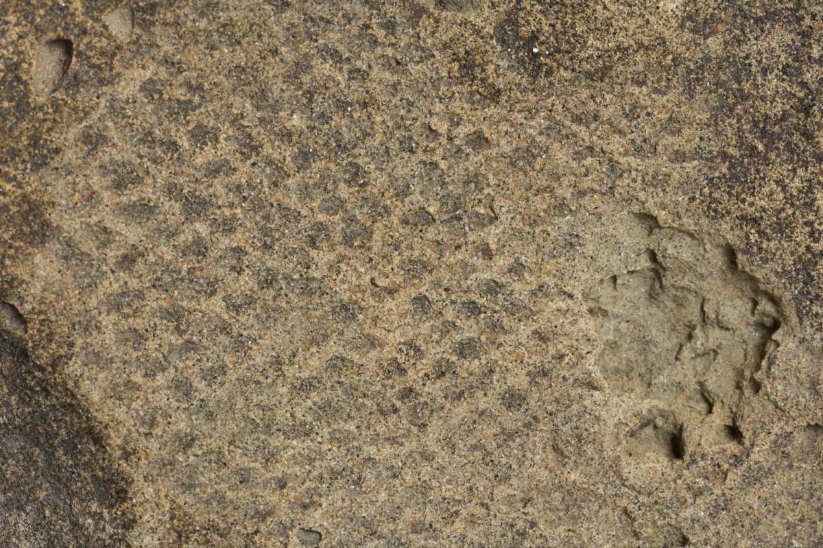 Tyrannosaurus rex fossil skin was found in Alberta and South Dakota.