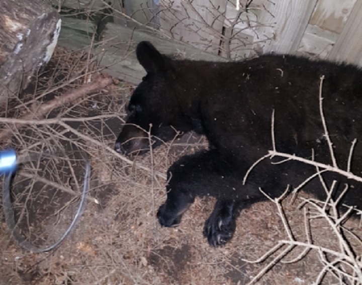 A bear was tranquilized after being spotted in Whitby, Ont., on June 18, 2017.
