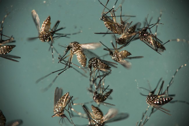 The first mosquitoes found carrying West Nile Virus have been discovered in Winnipeg.