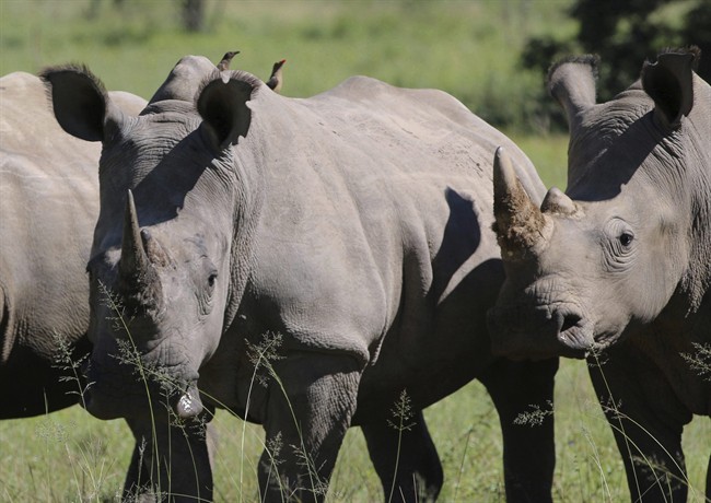 In this Wednesday, March 8, 2017 file photo, rhino are photographed at the Welgevonden Game Reserve in the Limpopo province, South Africa.
