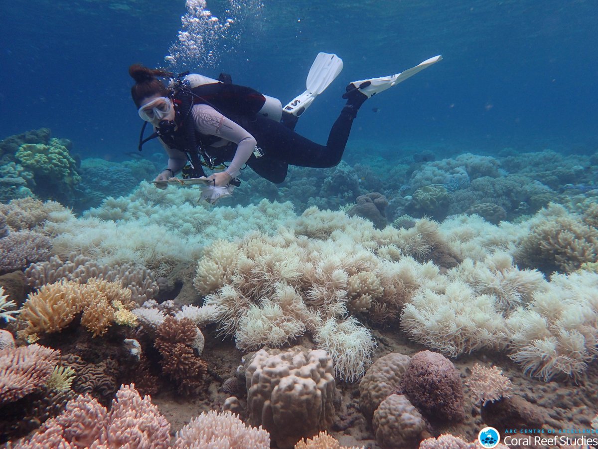 An undated handout photo made available by the Arc Centre of Excellence for Coral Reef Studies on 10 April 2017 shows the bleaching damage on the corals of the Great Barrier Reef, Queensland, Australia. 