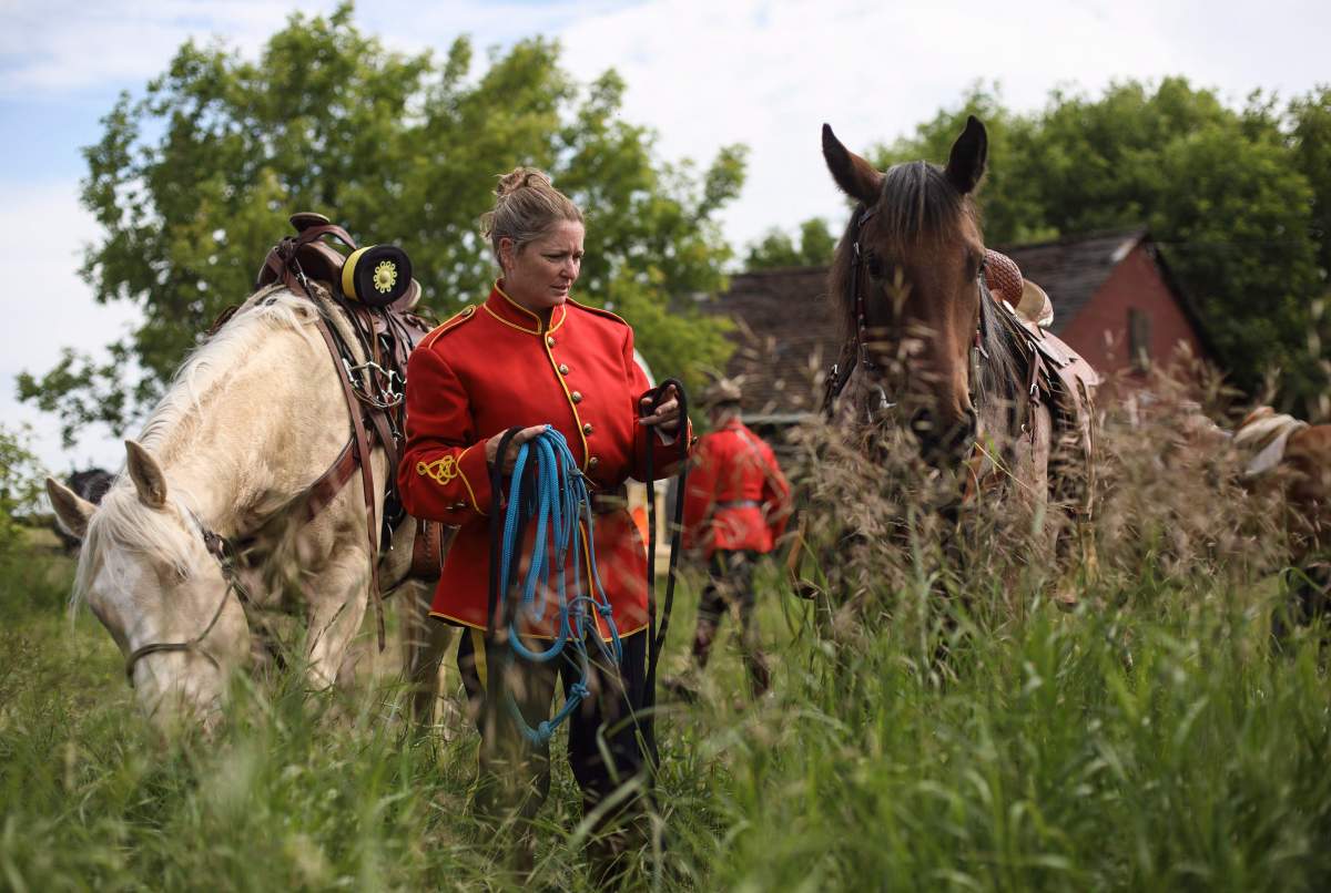 RCMP Corporal Sheryl Cody tends to the horses on a break from the ride, during the re-enactment of the March West, near Fort Saskatchewan, Alta., on June 30, 2017.
