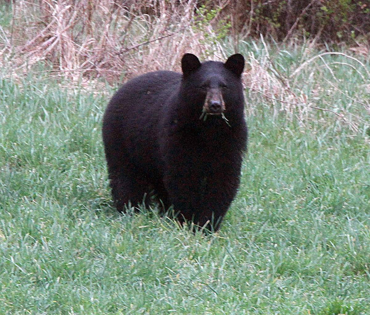 FILE - In this April 22, 2012 file photo, a black bear grazes in a field in Calais, Vt. A black bear attacked a 19-year-old staffer at a Colorado camp as he slept early Sunday, July 9, 2017. Black bears arenÄôt usually aggressive but they recently attacked a woman in a popular hiking area in Idaho and killed two people in Alaska.  (AP Photo/Toby Talbot/File).