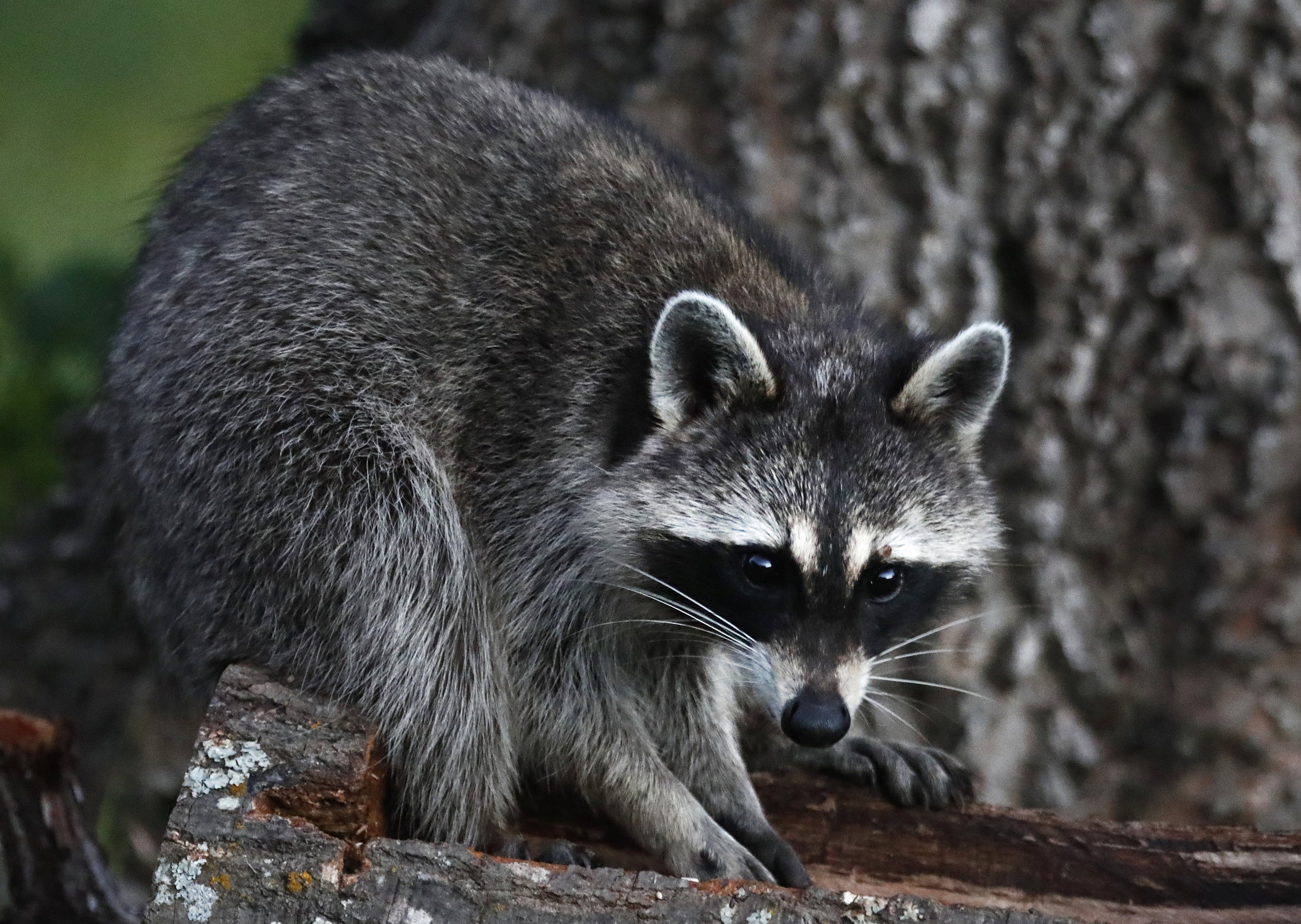 sounds that scare raccoons