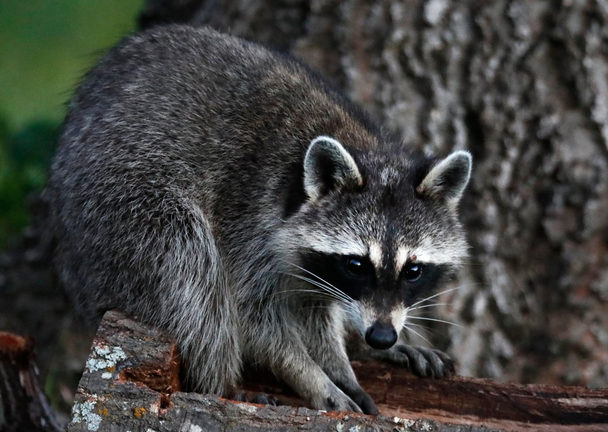 A Nova Scotia man is facing charges after he allegedly fired a gun in an attempt to scare raccoons of the roof of a home.