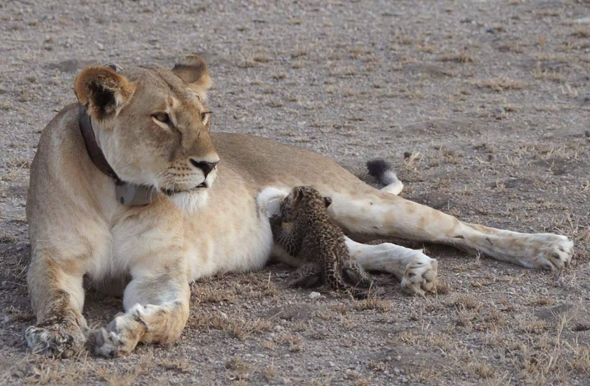 In this Tuesday photo supplied by Joop van der Linde, a leopard cub suckles on a 5-year-old lioness in the Ngorongoro Conservation Area in Tanzania. 