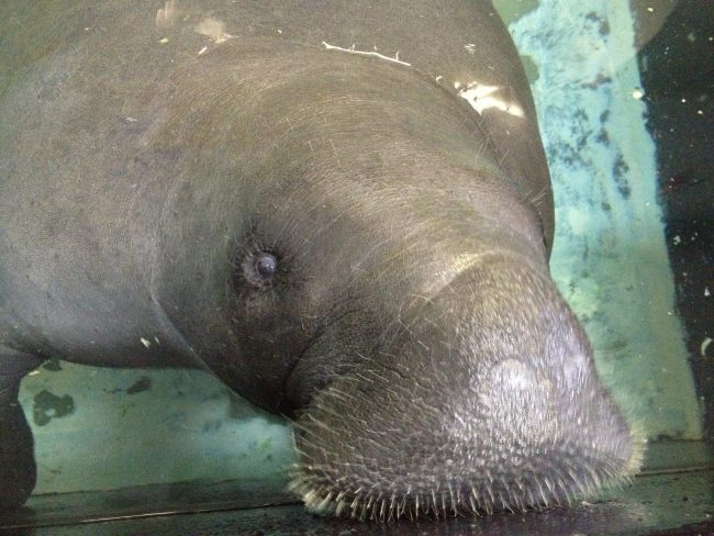 Snooty the manatee seen in a July 17, 2013 file photo.