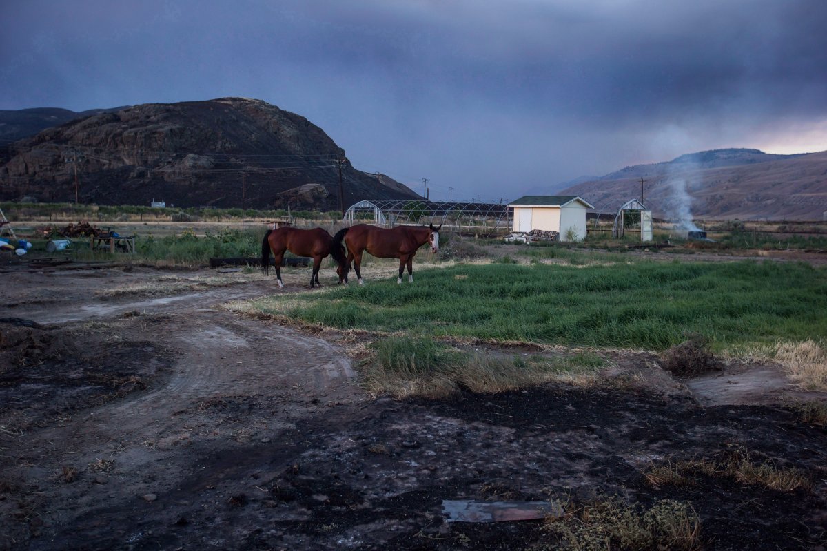Horses that survived a wildfire stand outside a neighbouring home to feed after numerous homes were destroyed by fire on the Ashcroft First Nation, near Ashcroft, B.C., late Sunday July 9, 2017. Ranchers in the centre of British Columbia's cattle country are facing "heartbreak" as they return to scorched fields, dead and displaced livestock and damaged infrastructure following weeks of wildfires. 