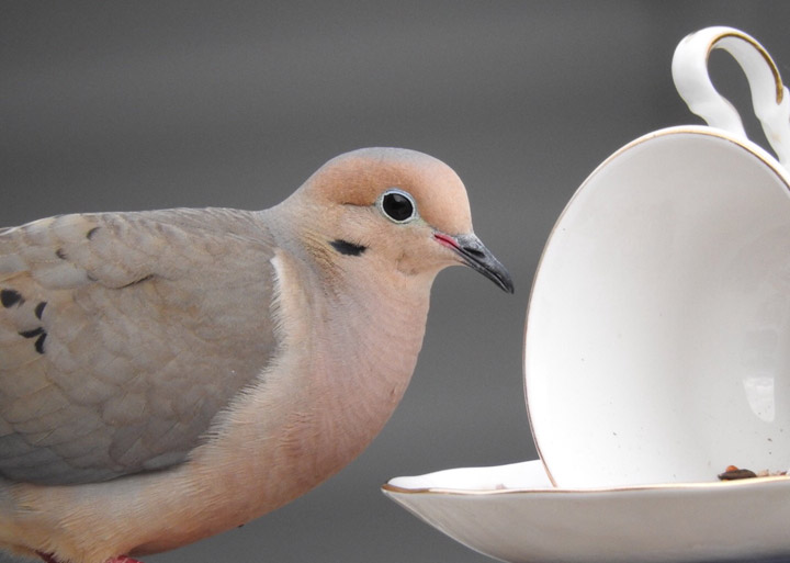 July 19: This Your Saskatchewan photo was taken at Last Mountain Lake by Linda Phillips.