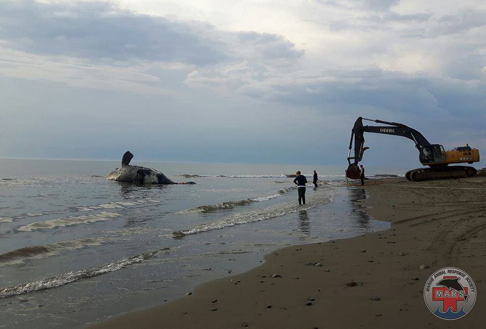 A whale is towed to shore in preperation of a necropsy on July 21, 2017.