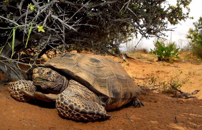 A desert tortoise (not Diablo) finds relief from the sun under a bush in Utah, April 18, 2001. 

