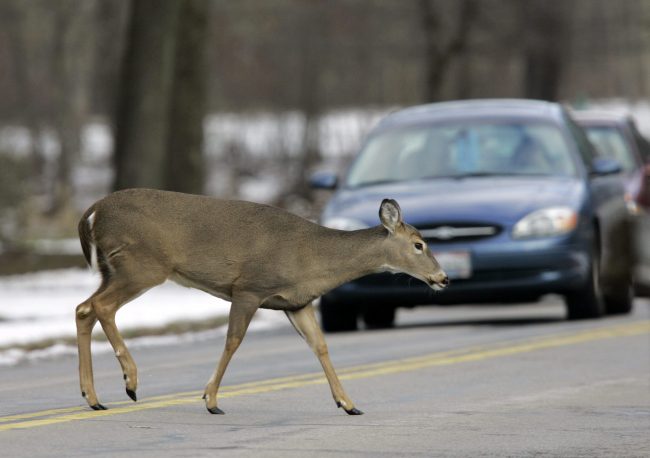 A white tailed deer crosses in front of traffic in the Cleveland Metroparks reservation in Berea, Ohio.