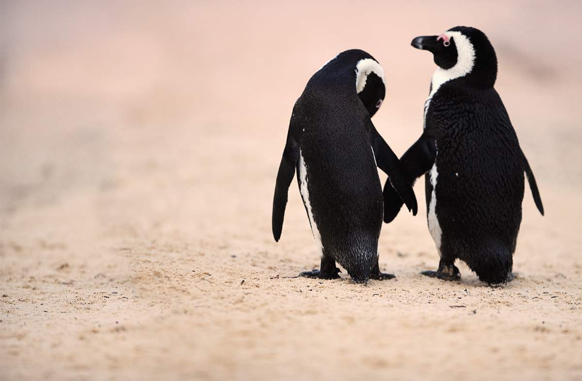Celebrate Summer Love at Vancouver Aquarium’s After Hours - image