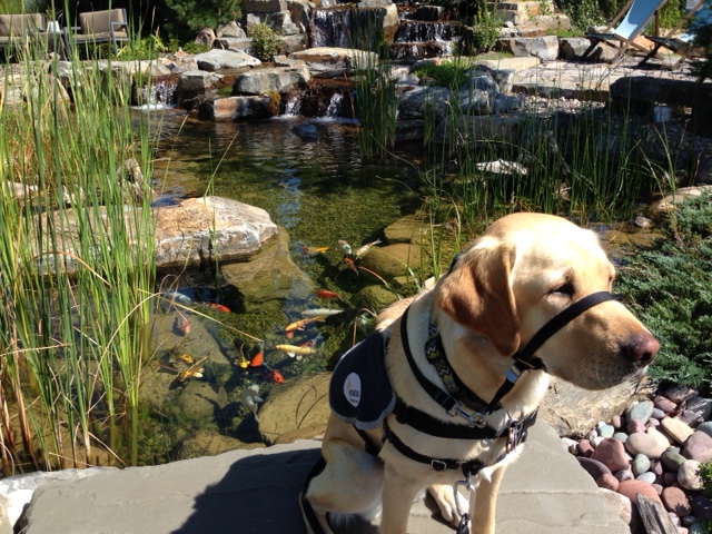 Parade Of Ponds Tour - image