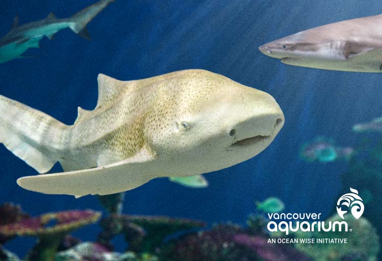 Take a Bite Out of Shark Week at Vancouver Aquarium - image