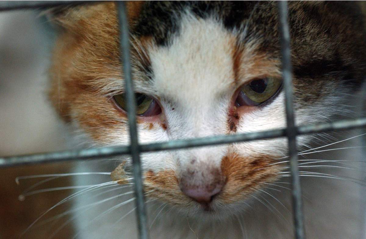 A close-up of a cat (not the one involved in this story.)