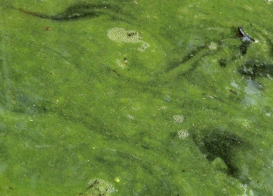 According to the Simcoe Muskoka District Health Unit, Blue-green algae blooms have been found in the Lake Rosseau area.