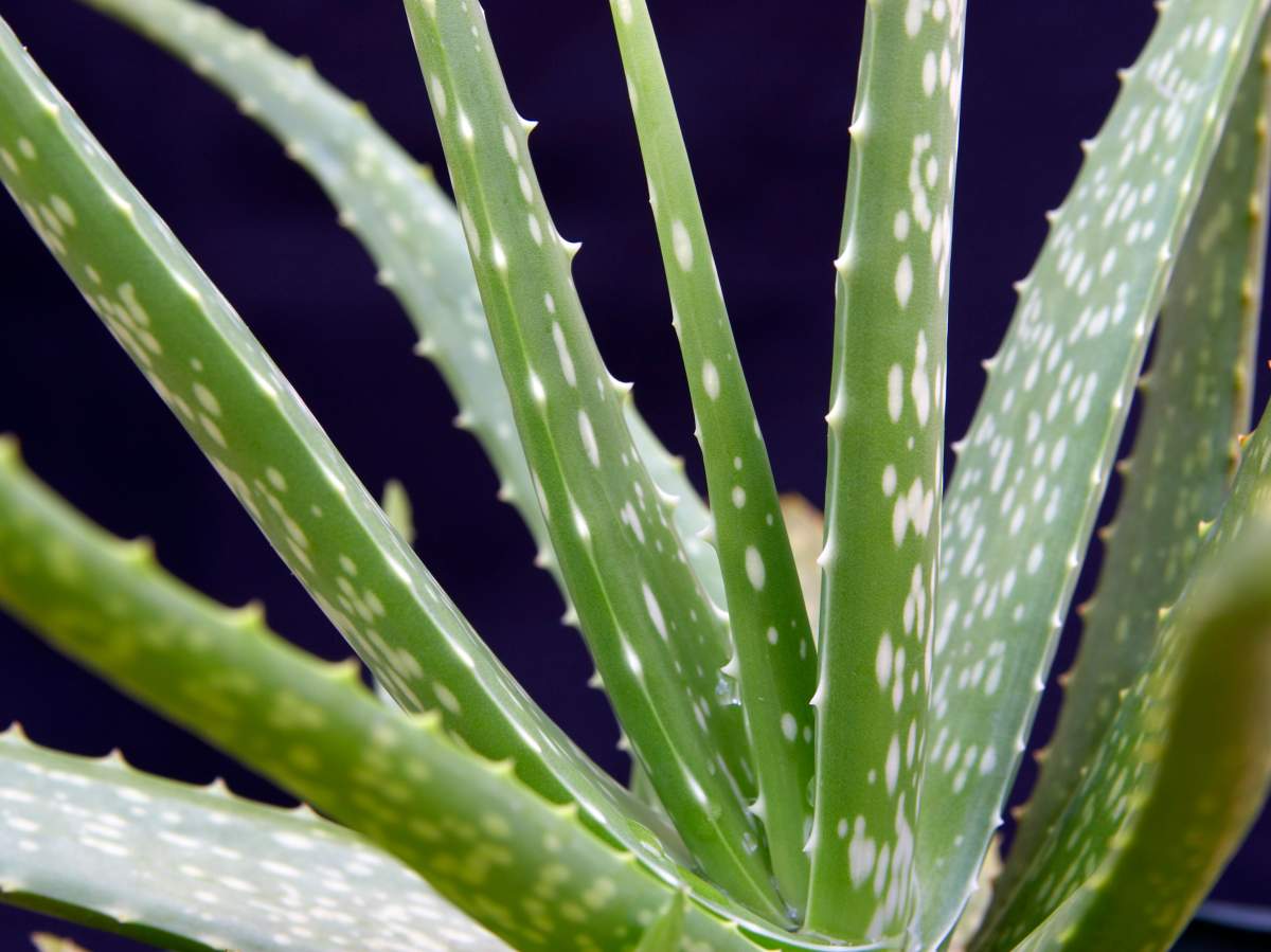 Aloe vera (pictured here) looks very similar to the agave americana plant.