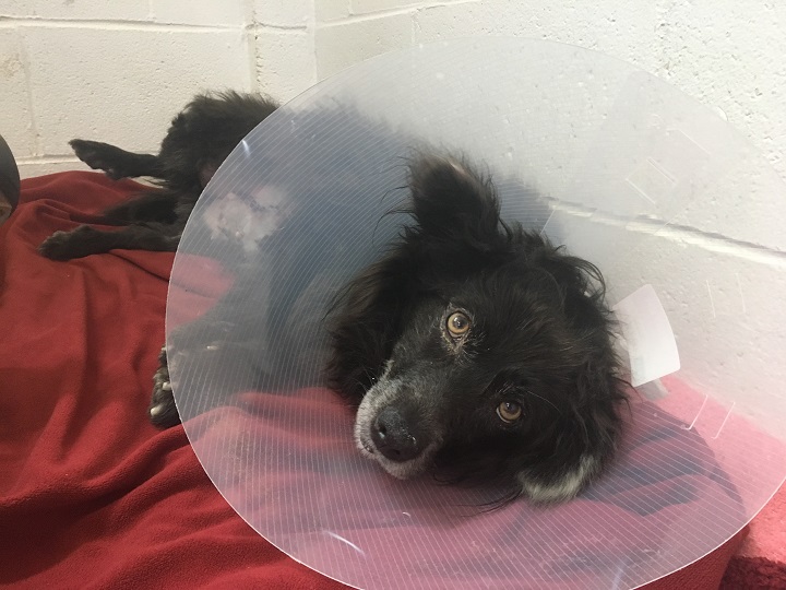 Badger needs a forever home.