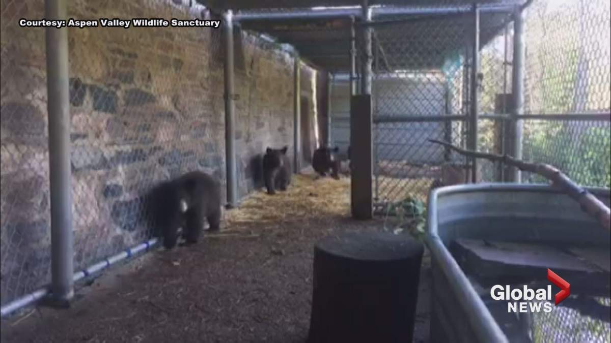 Three bear cubs that were found in a bathroom in Banff National Park this spring are seen in their enclosure at Aspen Valley Wildlife Sanctuary.