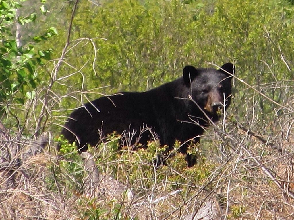 File photo. 80 black bears were destroyed this past July after human-bear conflicts, compared to 23 in 2016.