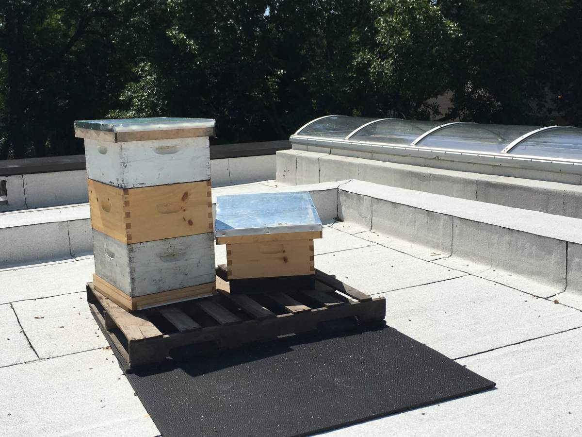 Beehives have been installed on the roof of the Pointe-Claire public library, Tuesday, July 18, 2017.