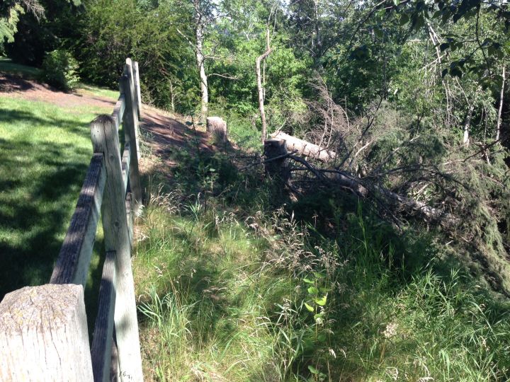 City investigating after 2 trees worth 33K cut down in Calgary