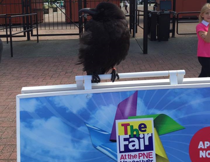 Canuck the Crow winging it with paid gig at the PNE - image