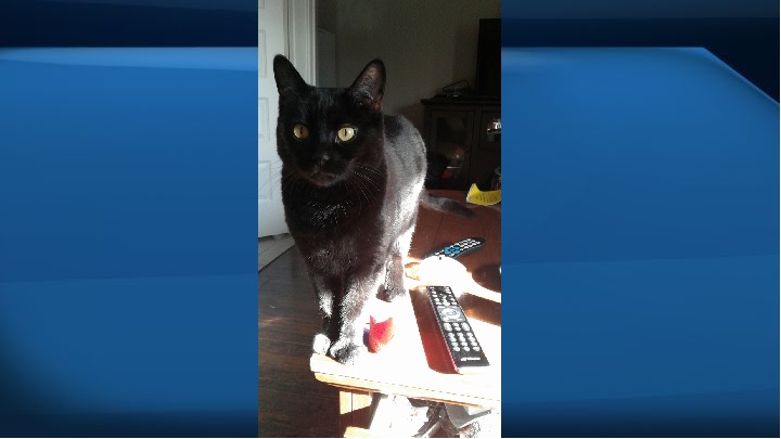 Edmonton man distraught after cat attacked: 'Watch out for each other's  animals' - Edmonton 