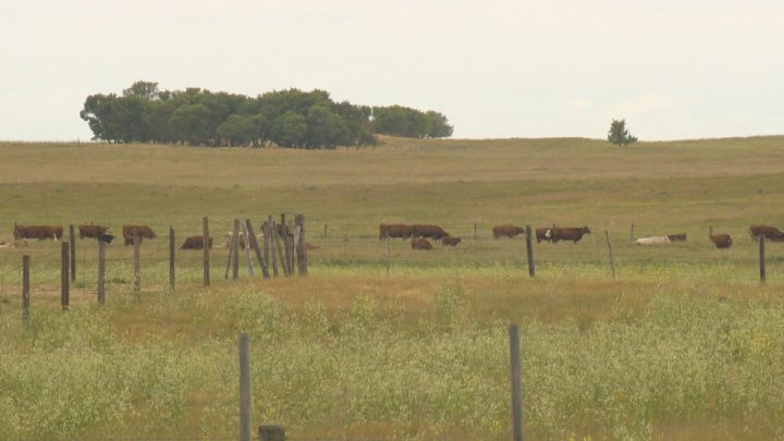 After around 200 cattle died in a pasture last week near Shamrock, Sask., water tests were conducted to determine the cause of death of the cows. Poor water quality, dehydration and hot weather were all factors in the deaths.