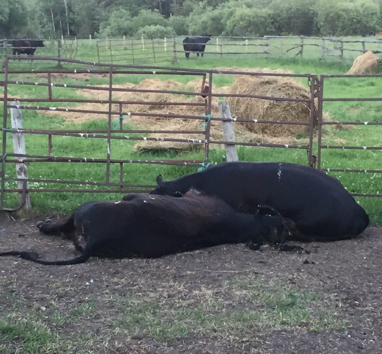 A Rossburn area farmer said two cows were left for dead after thieves stole dozens more from his pasture. 