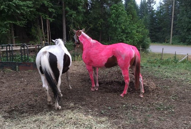 Horses are seen on a hobby farm in Likely, B.C. in this undated handout photo.