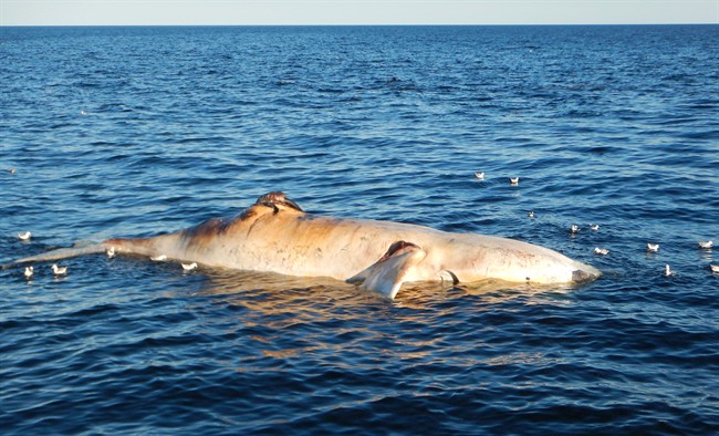 Another North Atlantic right whale, shown in this undated handout image, has been found floating lifeless in the Gulf of St. Lawrence, making it the seventh death of the endangered animals in recent weeks. Tonya Wimmer of the Marine Animal Response Society says the badly decomposed whale was found off the Magdalen Islands by the Canadian Coast Guard.