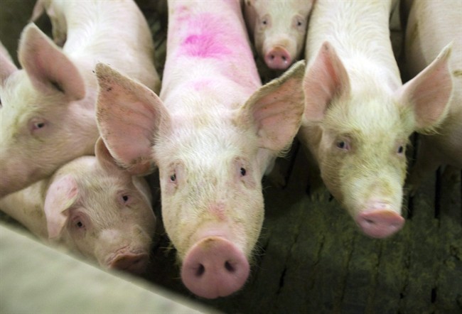 Manitoba pork producers hope China meat ban is lifted shortly - image