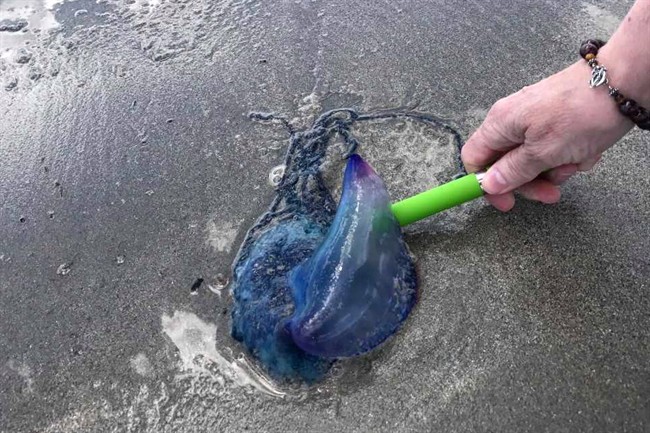 A Portuguese man-of-war is shown in this handout image at Crescent Beach, Nova Scotia on Tuesday July 4, 2017. Unwanted visitors of the gelatinous kind are being spotted in Nova Scotia waters, spooking some swimmers who have come across the potentially lethal species.