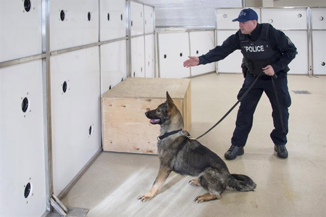 An RCMP officer and dog are seen next to a scent wall in this undated handout photo. 