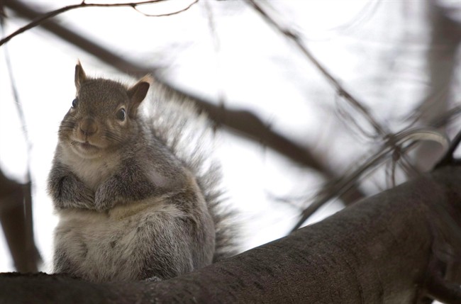 A squirrel sits in a tree stripped of it's fall leaves in Toronto on Monday, November 30, 2009. Squirrel meat could soon be on the menu in Quebec if a Montreal university student succeeds in his quest to make it legal to hunt the furry rodents. Saturday, July 8, 2017.