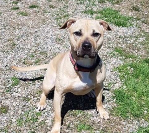 One of three pit bull puppies born into OSPCA custody is seen in this undated handout photo at an undisclosed OSPCA location. Three pit bull puppies were born to a mother who was siezed in a raid on an alleged dogfighting ring in October 2015. The puppies are being adopted out to a facility in the United States.