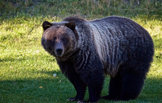 File photo of "Bear 148," seen here in an undated handout photo, is a grizzly in the Banff area whose repeated human contacts are threatening its future.