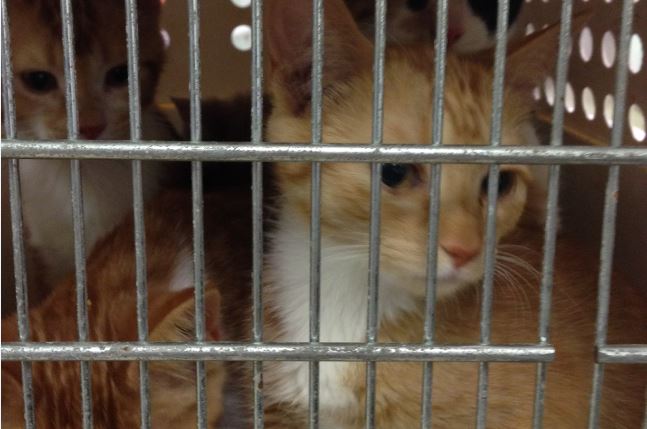 The cats were crammed into a small carrier filled with urine and feces, according to Craig Street Cats Executive Director.