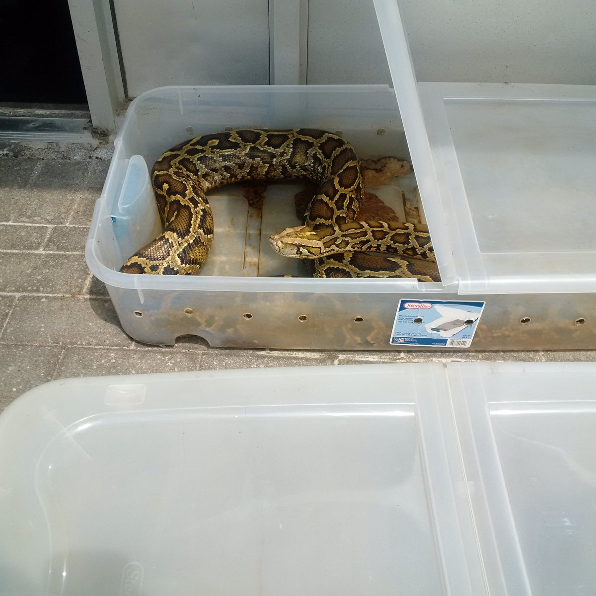 York Regional Police say two snakes were left outside a Newmarket reptile store on July 17.