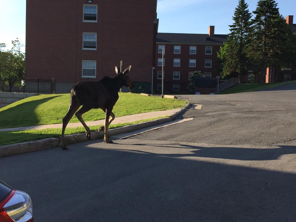 A moose is pictured roaming the grounds of the Fredericton Campus of the University of New Brunswick on Thursday, July 6, 2017.