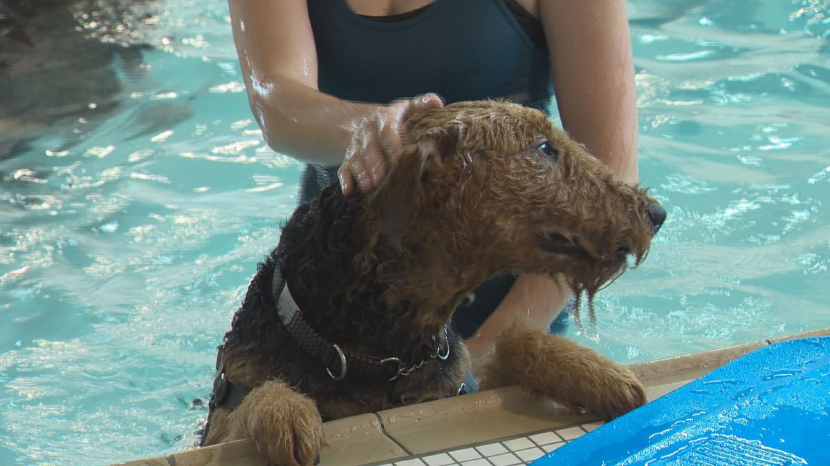 Edmonton’s Scona Pool goes to the dogs Edmonton Globalnews.ca