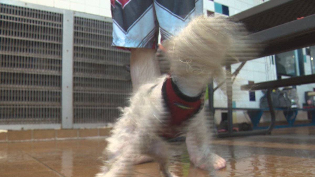 Edmonton’s Scona Pool goes to the dogs Edmonton Globalnews.ca