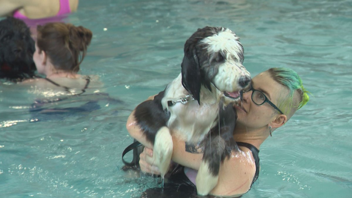 Edmonton’s Scona Pool goes to the dogs Edmonton Globalnews.ca