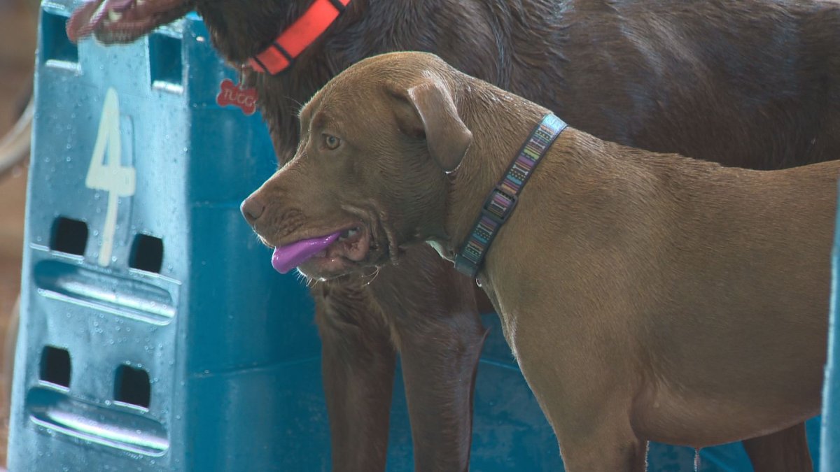 Edmonton’s Scona Pool goes to the dogs Edmonton Globalnews.ca