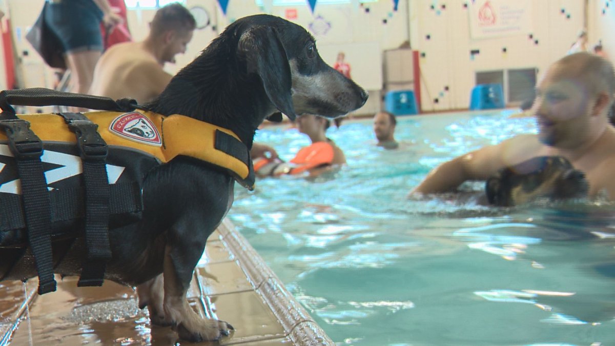 Hundreds of dogs enjoy a swim at Scona Pool Sunday afternoon.