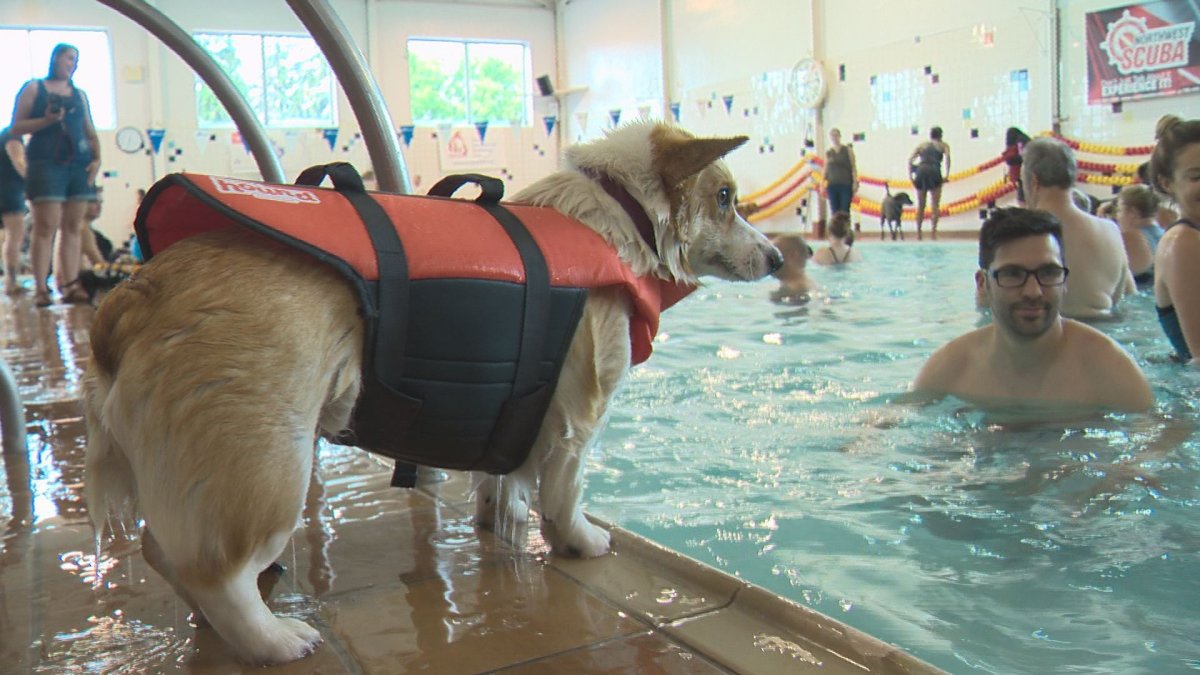 Edmonton’s Scona Pool goes to the dogs Edmonton Globalnews.ca