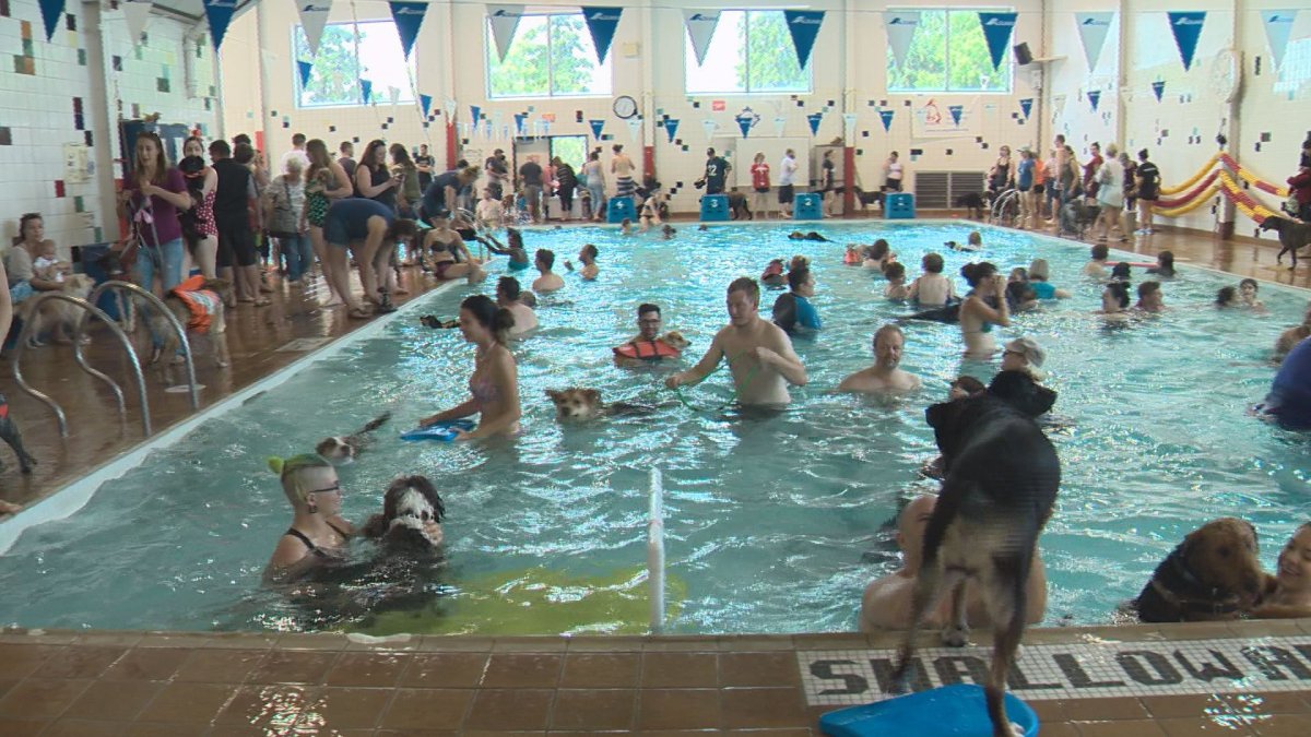 Edmonton’s Scona Pool goes to the dogs Edmonton Globalnews.ca
